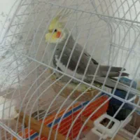 عروس هلندی سخنگو حرف زن کینگ سایز|پرنده|شیراز, سرو|دیوار