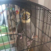 عروس هلندی سیسمونی زرد