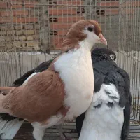 ۲۵الی۳۰تا کبوتر درجه یک کله دم سبز کاکلی