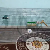 قفس یکسره.. تعویض با قفس معمولی