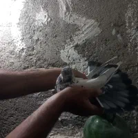 کبوتر پرشی ضمانتی