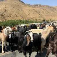 برای تولد نوزاد عقیقه گوسفندزنده کیلویی590نر امروز