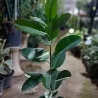 گل های آپارتمانی|گل و گیاه طبیعی|ساوه, |دیوار