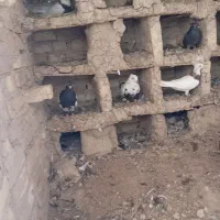 سلام چند عدد کبوتر برافروش|پرنده|اهواز, منازل کارون|دیوار