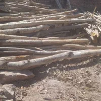 خرید وفروش چوب|خدمات باغبانی و درختکاری|یزد, |دیوار