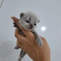 گربه بریتیش همراه با بچه