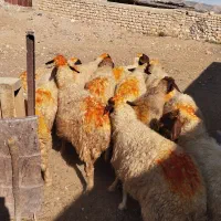 14راس میش داشتی مایه کرده