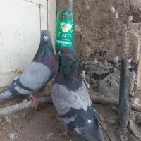 نروماده سبزکاشونی،حسابی بشرط|پرنده|برخوار, |دیوار