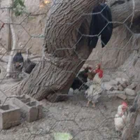 بوقلمون