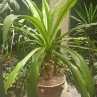 گیاه سوسن عنکبوتی