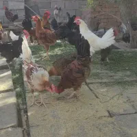 مرغ و خروس محلی قلم سیاه