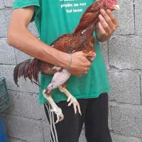 یک عدد خروس لاری ریش چشم چغر|حیوانات مزرعه|چابکسر, |دیوار