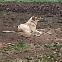 سگ الابا|سگ|خان ببین, |دیوار