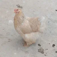 تخم مرغ برهما