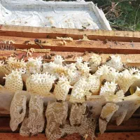 فروش عسل شان به صورت عمده و خرده..|خوردنی و آشامیدنی|مشگین شهر, |دیوار