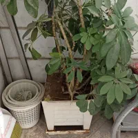 گلدان بزرگ بنسای ابلق شفلرا|گل و گیاه طبیعی|تهران, استاد معین|دیوار