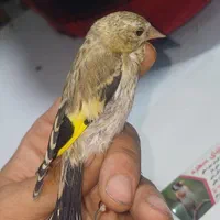 جوجه سهره تعداد|پرنده|گلستان (تهران), |دیوار