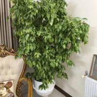 مشاوره کوددهی و نگهداری گل های آپارتمانی
