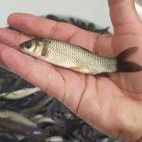 آمور  برای پرورش دراستخر