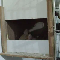 عروس هلندی مولد با جوجه بی نظیر