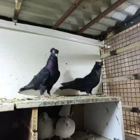 کبوتر زاغ درجه.1.زاغ چشم نوک سفید.مخصوص خاص پسندا