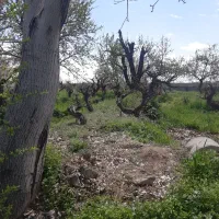 باغچه|فروش زمین و ملک کلنگی|رباطکریم, انجم آباد|دیوار