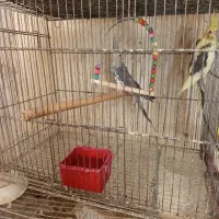 عروس هلندی