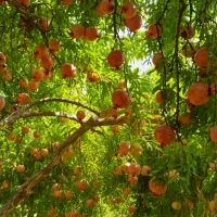 انار درجه یک صادراتی رباب و اشکفتو دانه سیاه