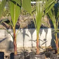 گلخانه|خدمات باغبانی و درختکاری|مسجد سلیمان, |دیوار