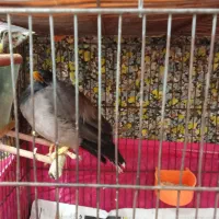 مرغ مینا|پرنده|لاهیجان, مهرگان|دیوار