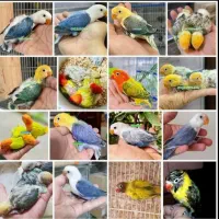دریای طوطی برزیلی نر ماده رام دستی سخنگو همه رنگ|پرنده|تهران, سلسبیل شمالی|دیوار