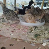 بلدرچین جوجه سلطان