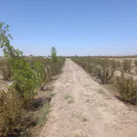 سه ساعت آب کشاورزی همراه با ۳۵۰نهال زرشک ۱۶ ساله