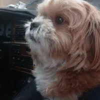 سگ پاکوتاه شیتزو