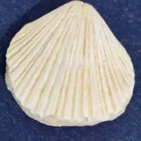 فسیل صدف قدیمی