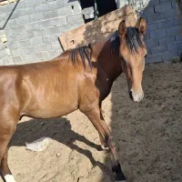 اسب درجه یک