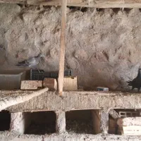 کبوتر|پرنده|قهستان, |دیوار
