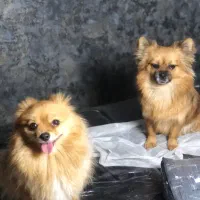 پامر خرسی حامله هست|سگ|کاشمر, |دیوار