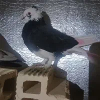 یک جفت کبوتر گوره|پرنده|کوهدشت, |دیوار