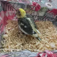 عروس هلندی|پرنده|قم, علی آباد سعدگان|دیوار