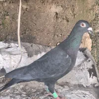 سه تا کفتر|پرنده|شیراز, کوشک میدان|دیوار