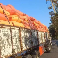 کاه|عمده‌فروشی|یزد, |دیوار