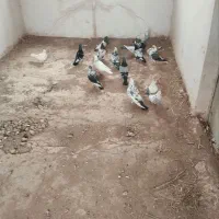 کبوتر|پرنده|قیدار, |دیوار