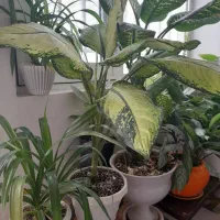 سرحال و شاداب گل|گل و گیاه طبیعی|سبزوار, فیاض|دیوار