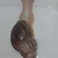 حلزون اچاتینا مولد