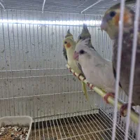 عروس دون خور رام