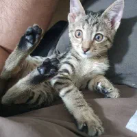 واگذاری بچه گربه ۲ ماهه
