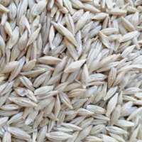 جو آبی درجه یک بزری