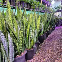 سانسوریا سبز شمشیری در اهواز پاداد