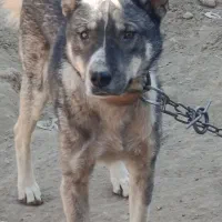 سگ سرابی نژاد دار|سگ|ملایر, |دیوار